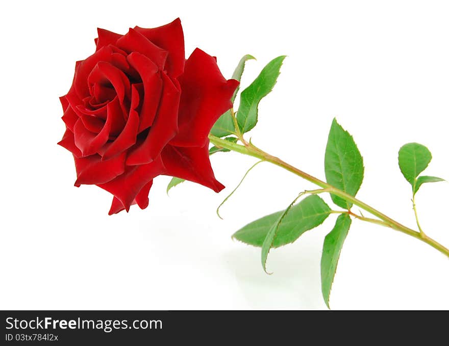 Red rose on the white background