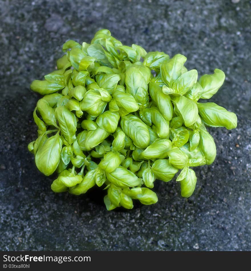 Basil plant