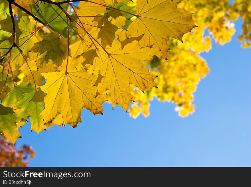 Autumn yellow leaves on blue sky background