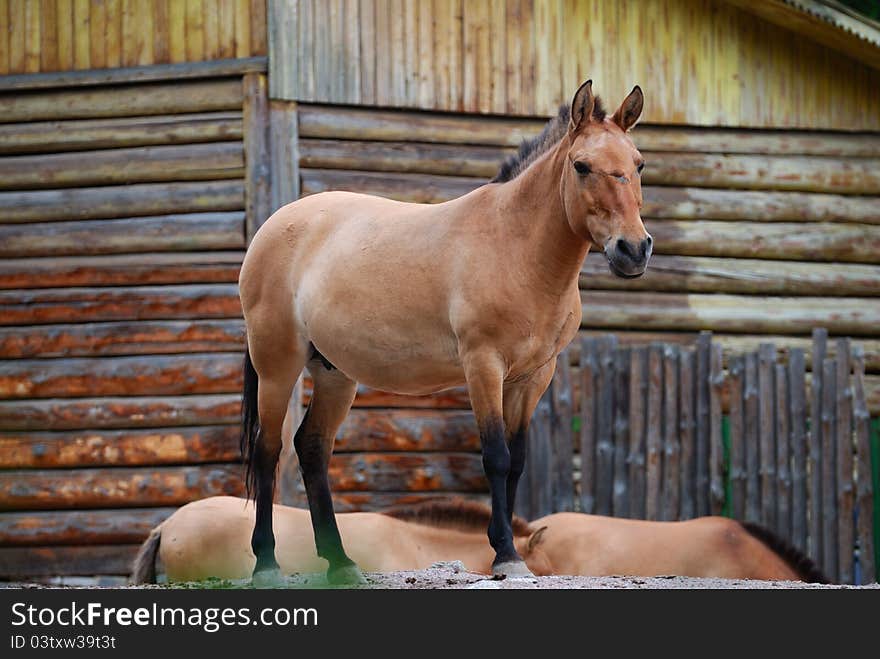 Horse and wooden barn