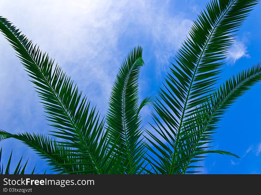 Tropical sheets against the blue sky