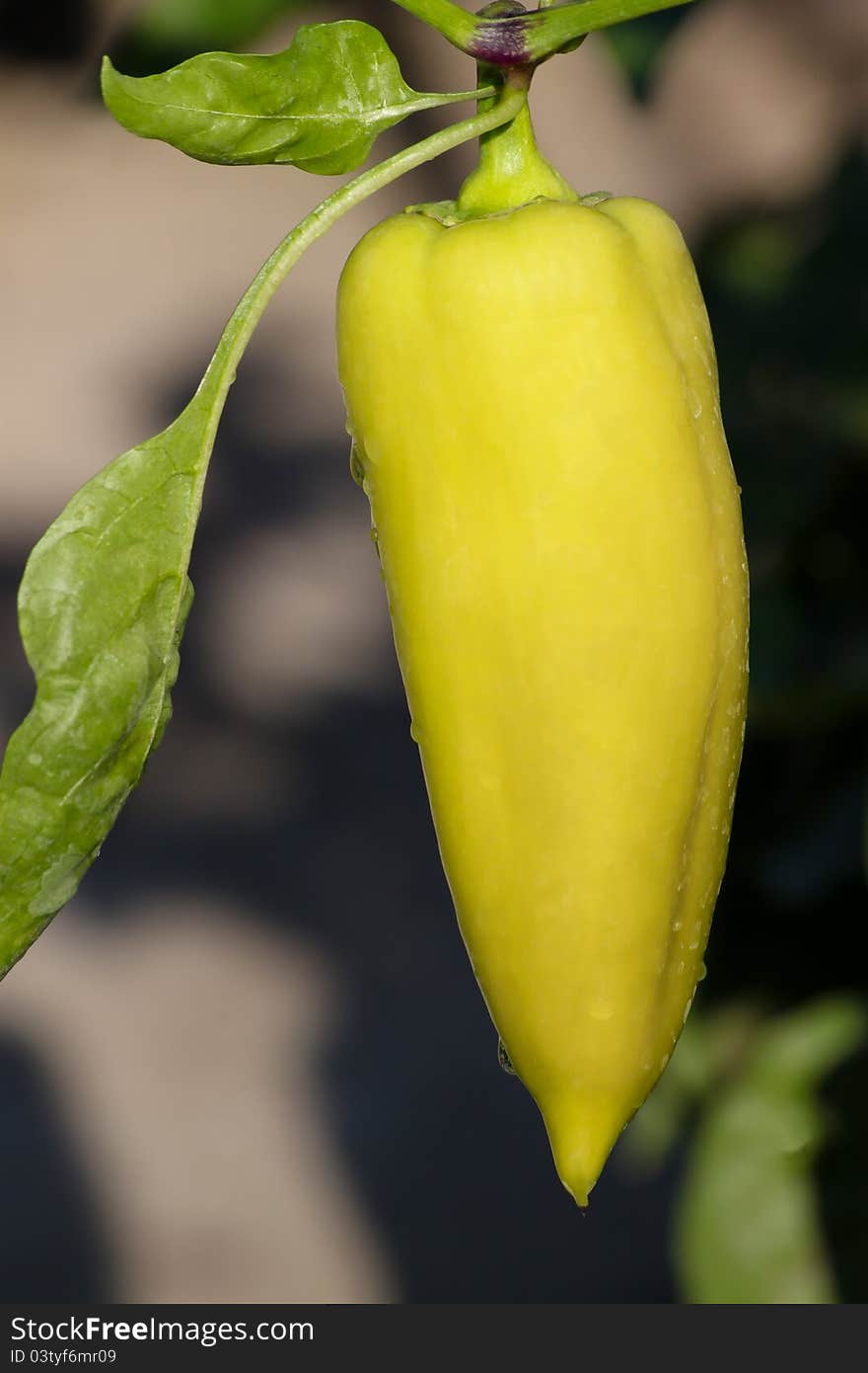 Closeup of fresh white pepper on the plant