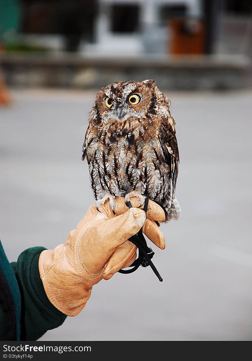 Little brown screech owl