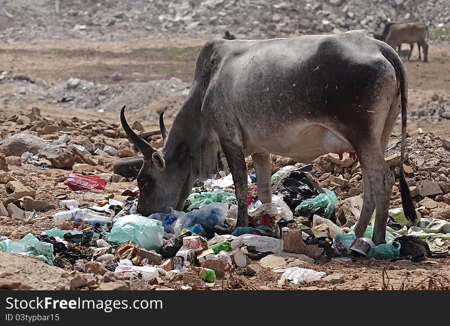 Zebu feeding with garbages