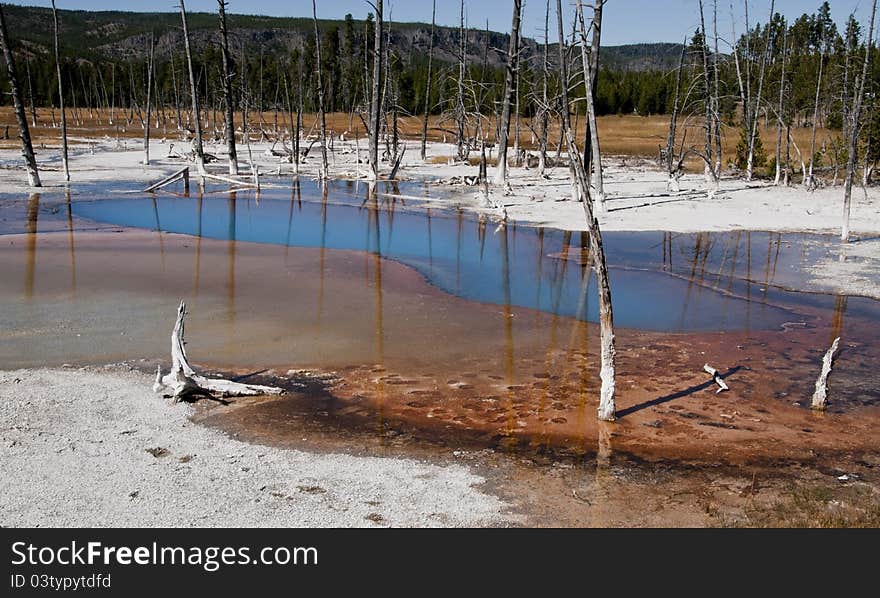 Blue Esmerald  Pool in the Yellowstone National Park surrounded with dead trees. Blue Esmerald  Pool in the Yellowstone National Park surrounded with dead trees