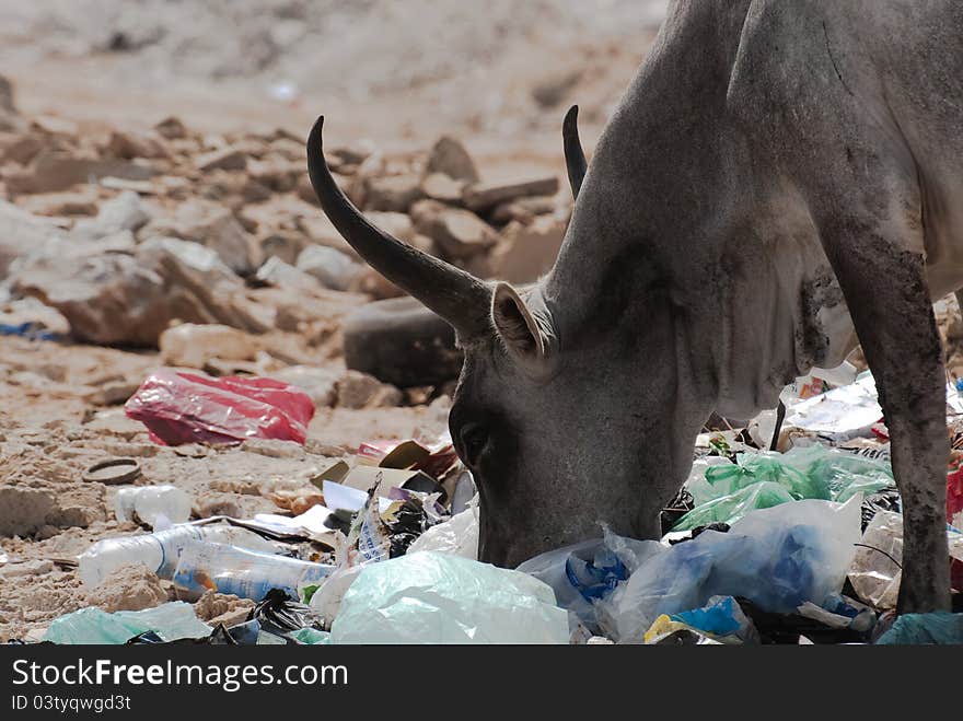 Zebu feeding with garbages. Photo taken in west africa.