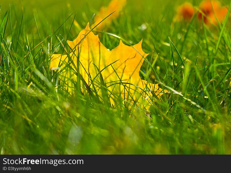 Yellow maple leaf in grass