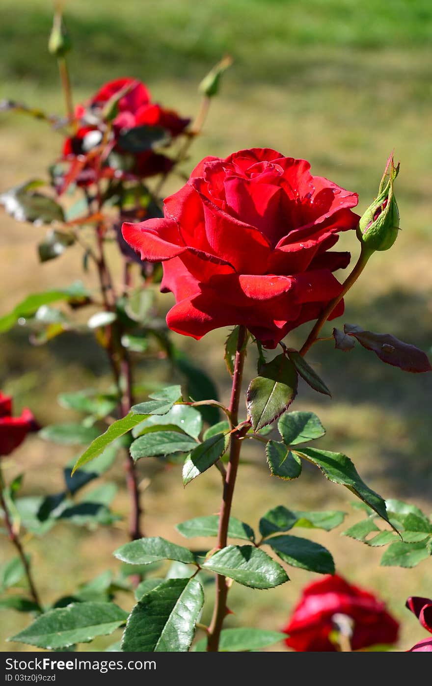 Bright red rose flower with velvety petals