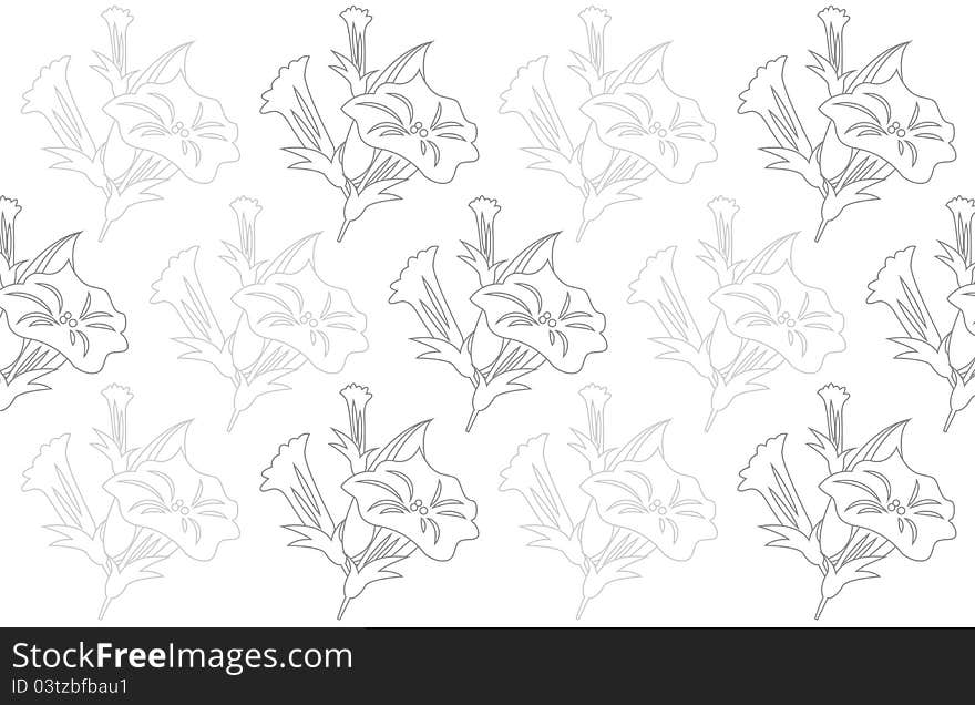 Petunia flowers on white background