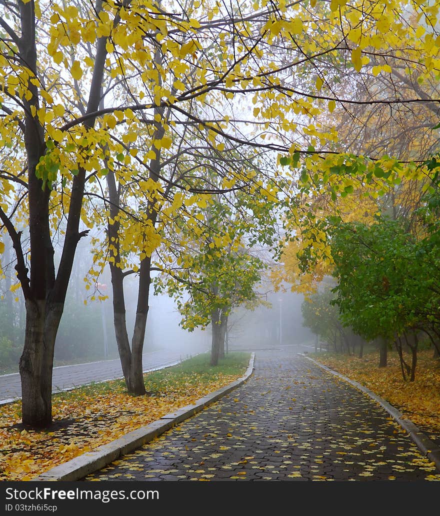 Autumn, fog in wood, yellow leaves. Autumn, fog in wood, yellow leaves.