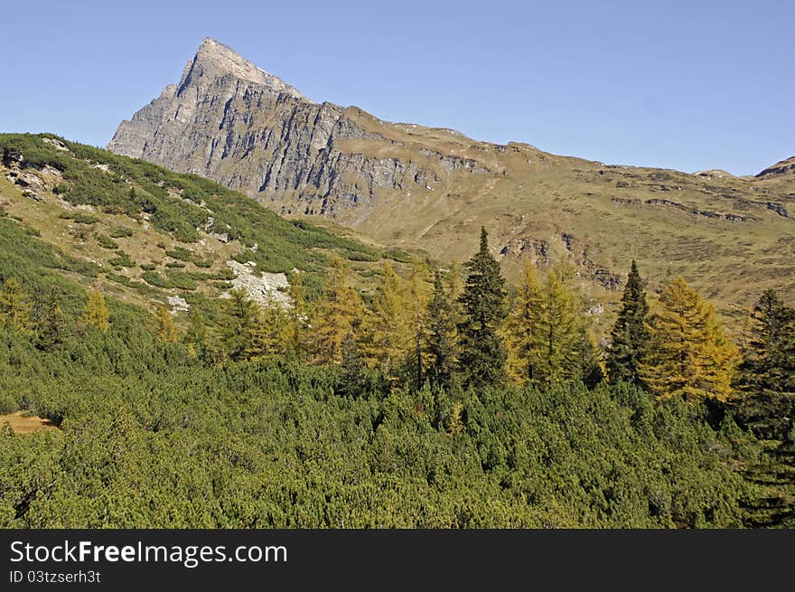 Colorful trees in a high altitude mountain area of the swiss alps close to San Bernardino Pass. Colorful trees in a high altitude mountain area of the swiss alps close to San Bernardino Pass