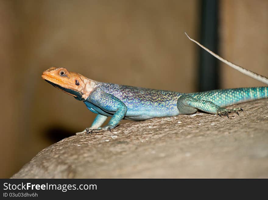 Common Agama (Agama agama) on a rock. Common Agama (Agama agama) on a rock.