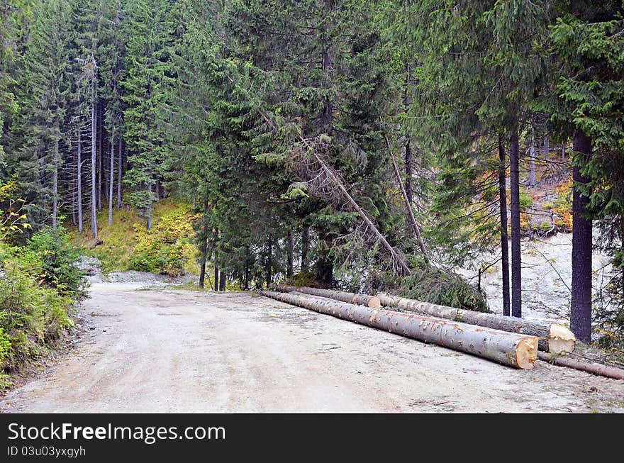 Wood exploitation of pine forest in mountains