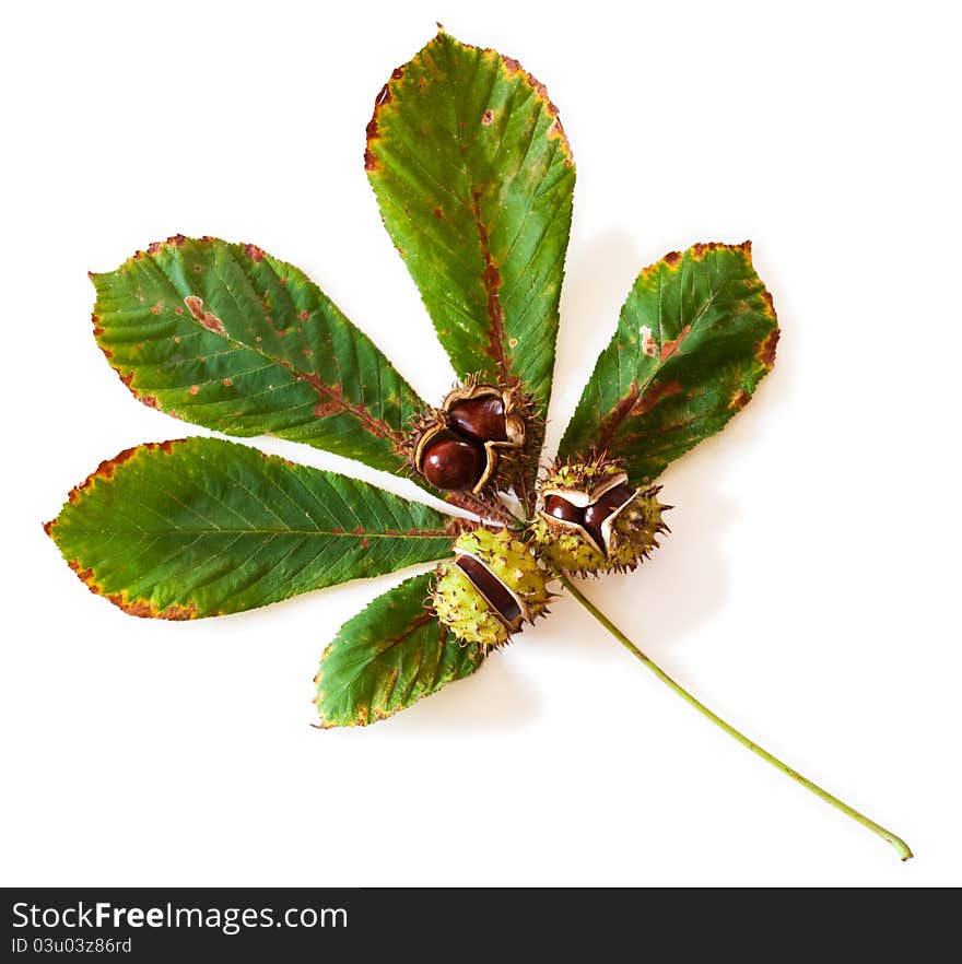 Chestnuts on a leaf on white