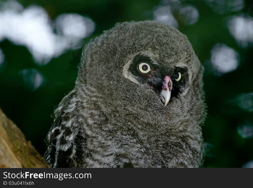 Great Grey Owl chick during evening.