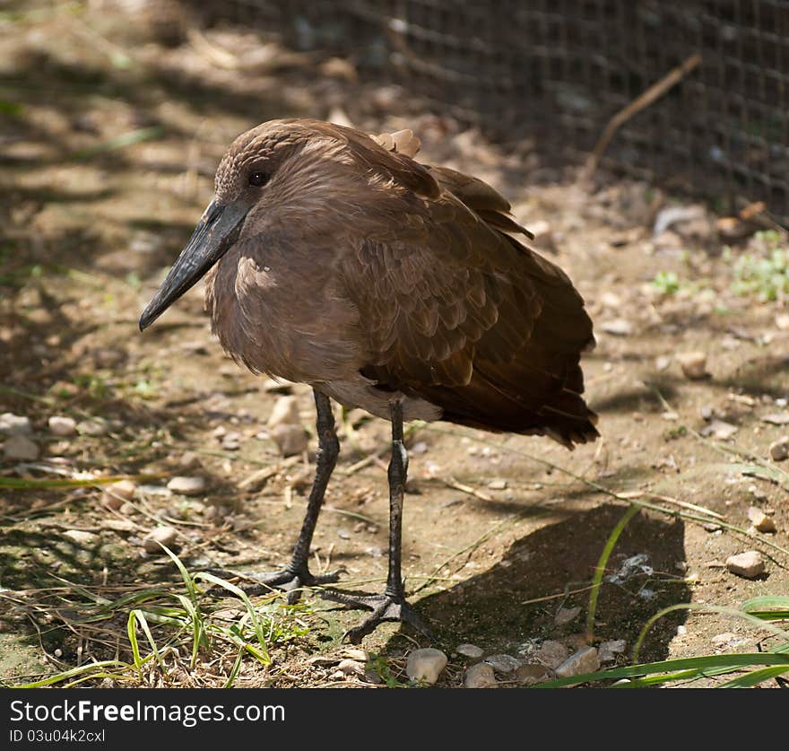 Brown Hammerhead Stork (Scopus umbretta).