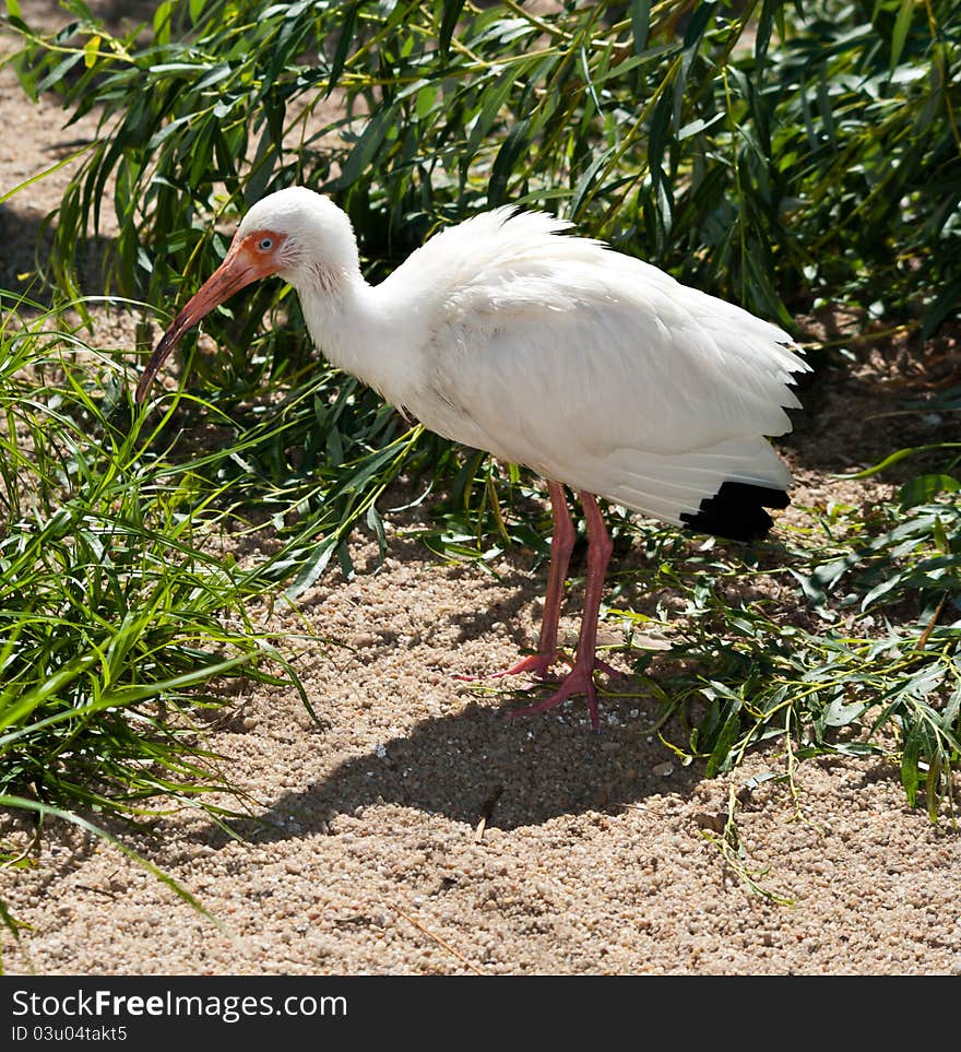 American White Ibis