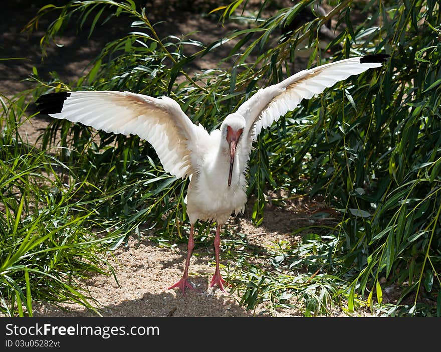 American White Ibis (Eudocimus albus) with spread wings. American White Ibis (Eudocimus albus) with spread wings.