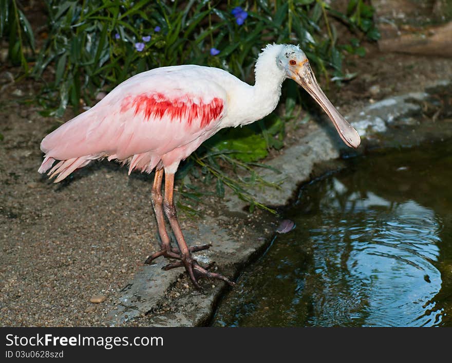 Roseate Spoonbill (Platalea ajaja) looking for food.