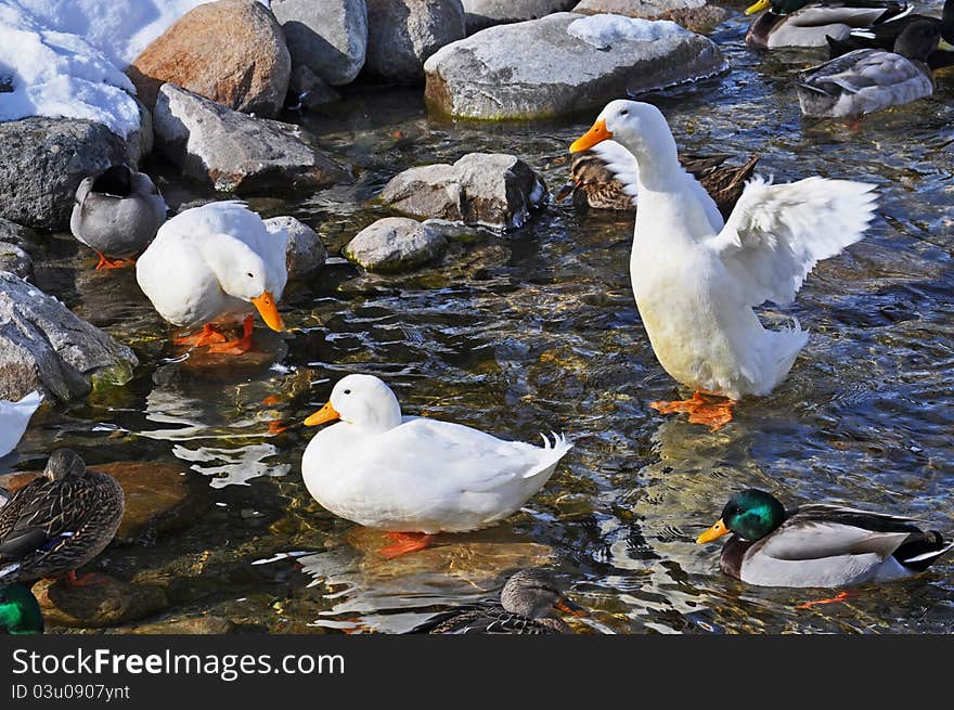 White domestic ducks with Mallards