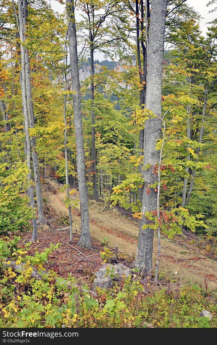 Winding road in autumnal forest