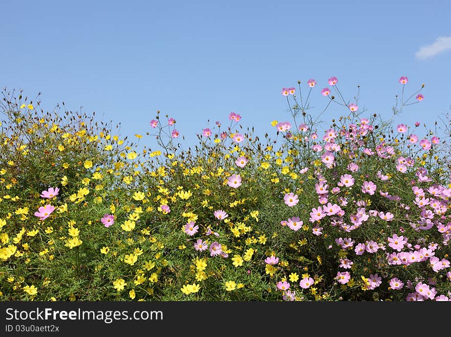 Cosmos Flowers, against blue sky background