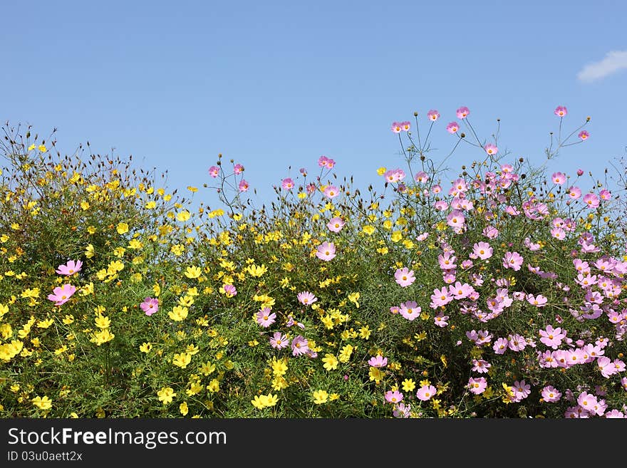 Cosmos Flowers