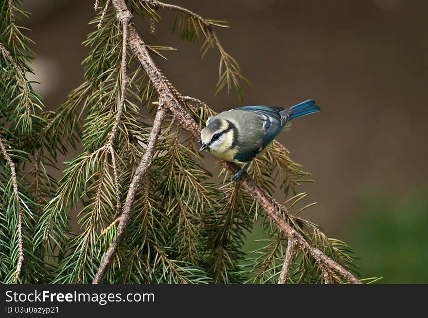 Blue Tit (Cyanistes caeruleus) on a pine branch.