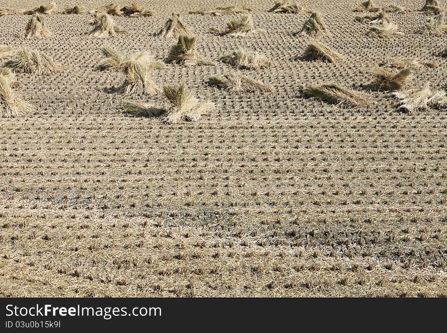 Rice field after harvest, paddy straw