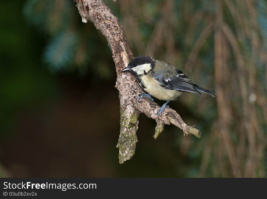 Great Tit