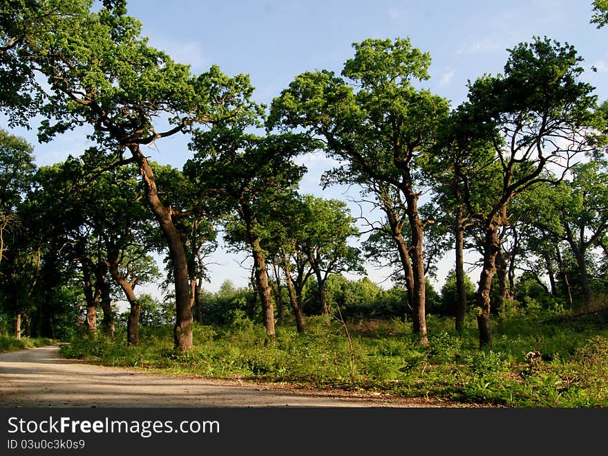 Road view of a  natural park reserve in the summertime