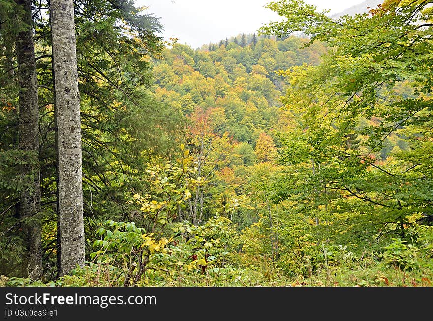 Autumnal background