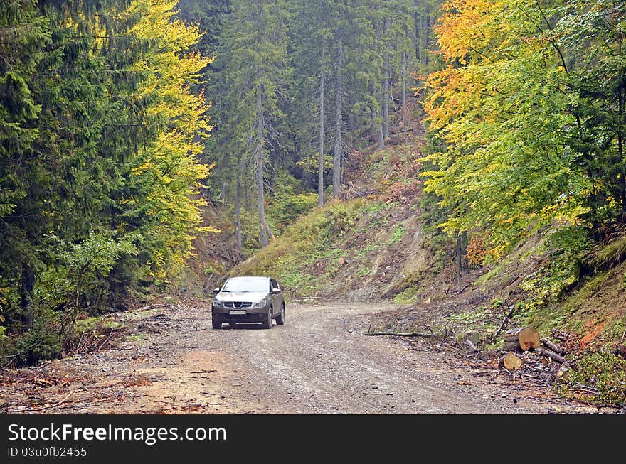 Autumnal traffic in the forest