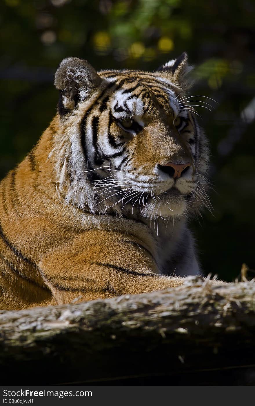 Bengal Tiger Portrait