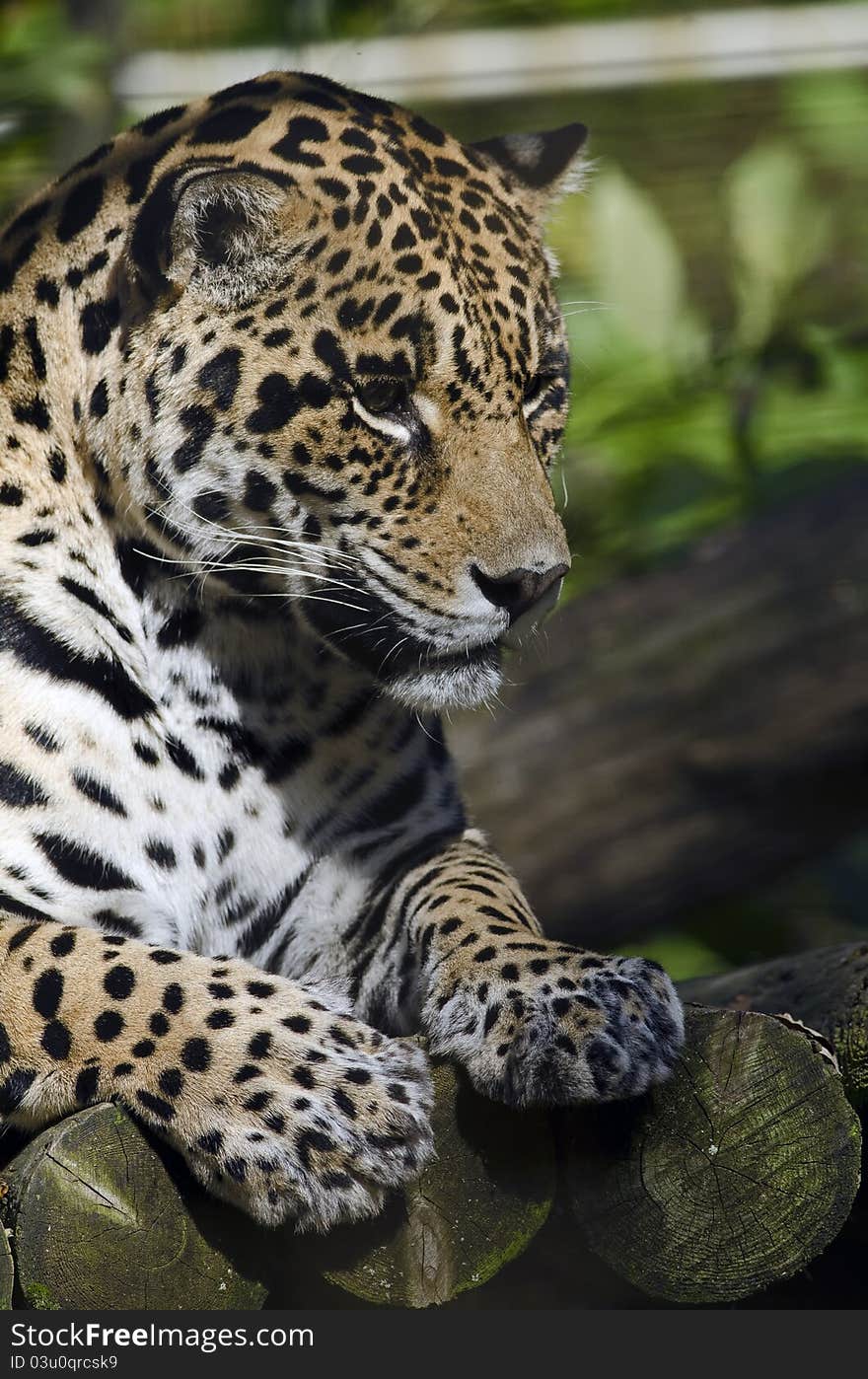 Photo of a Jaguar (Panthera onca) in captivity.