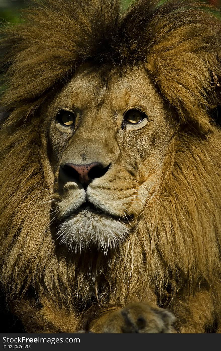 Photo of a Lion (Panthera leo) in captivity. Photo of a Lion (Panthera leo) in captivity.