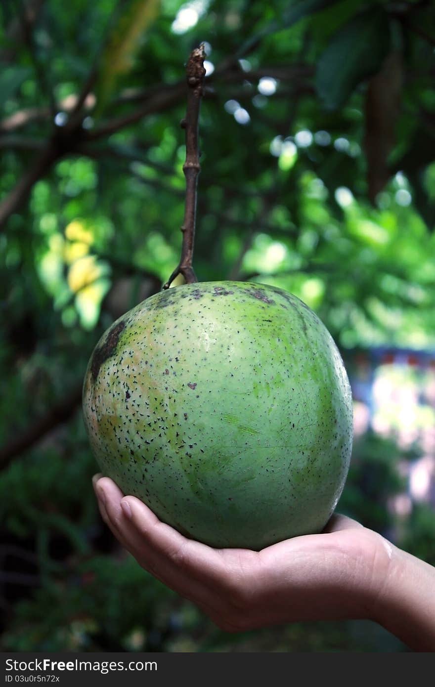 It is large mango in Thailand.