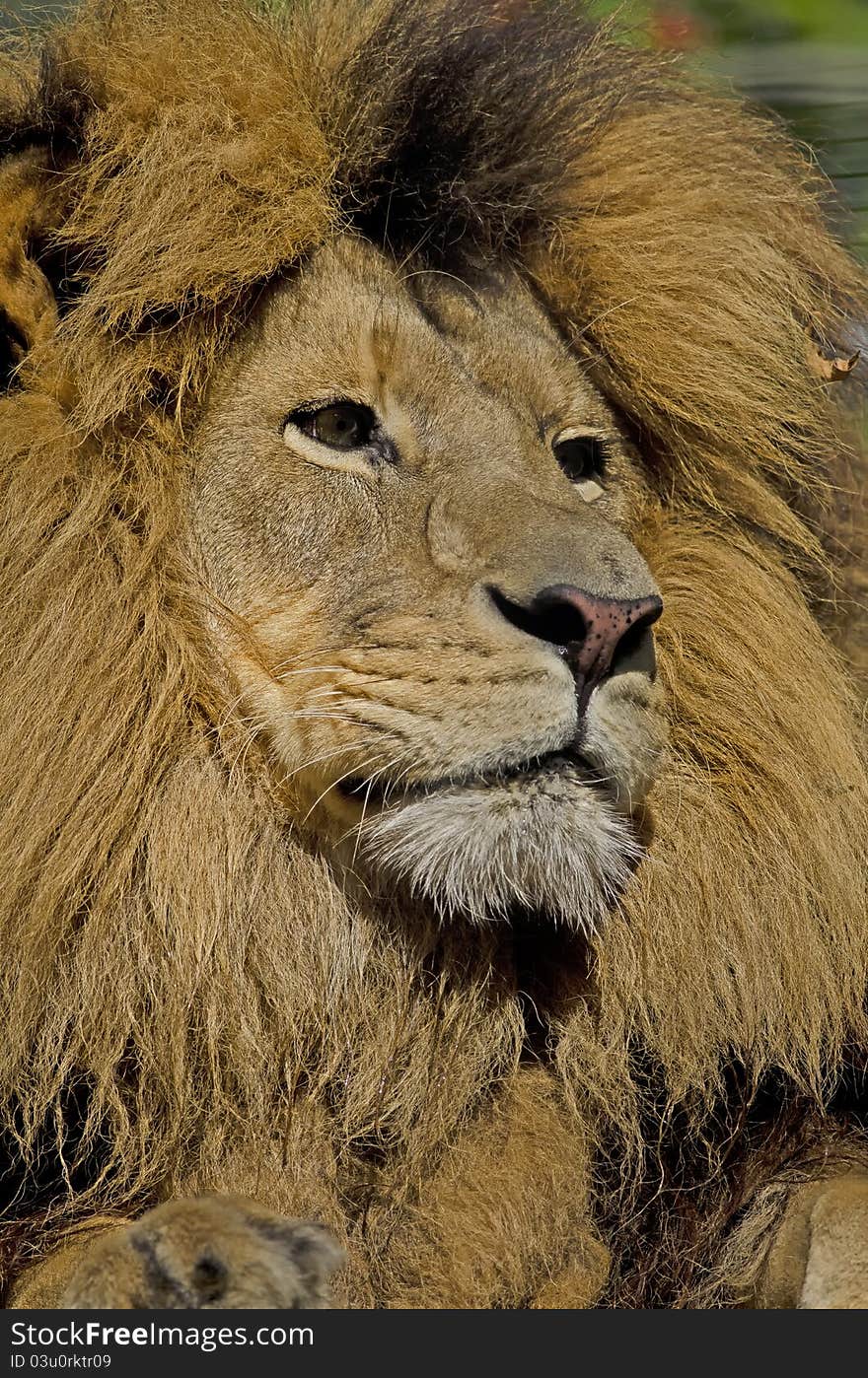 Photo of a Lion (Panthera leo) in captivity. Photo of a Lion (Panthera leo) in captivity.