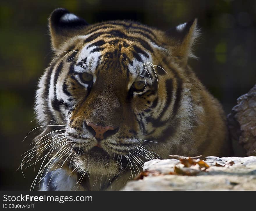 Siberian Tiger Portrait