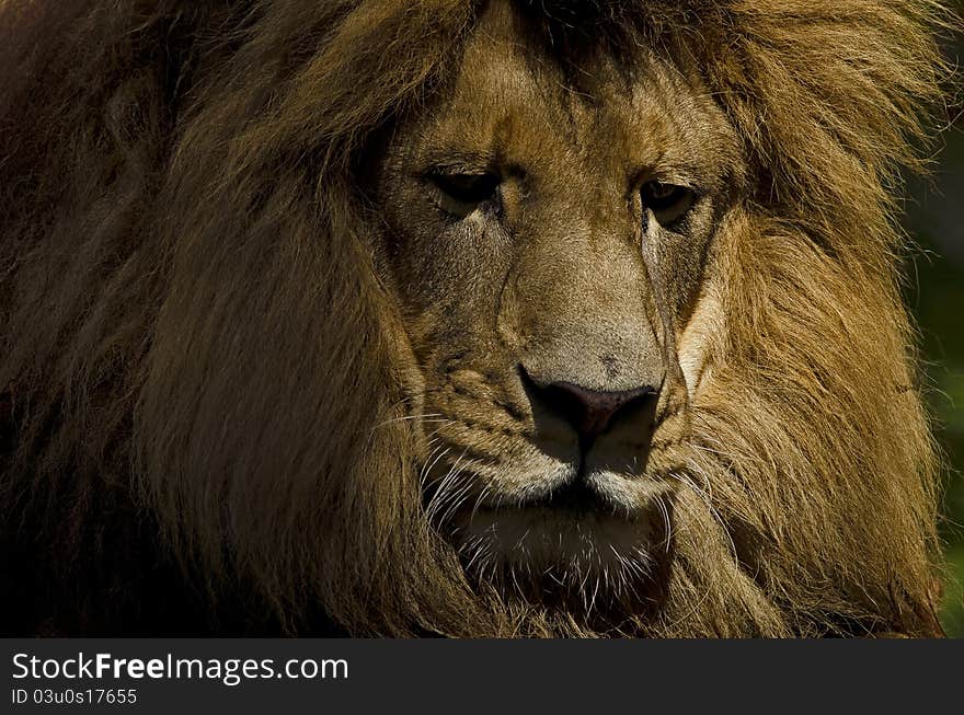 Photo of a Lion (Panthera leo) in captivity. Photo of a Lion (Panthera leo) in captivity.