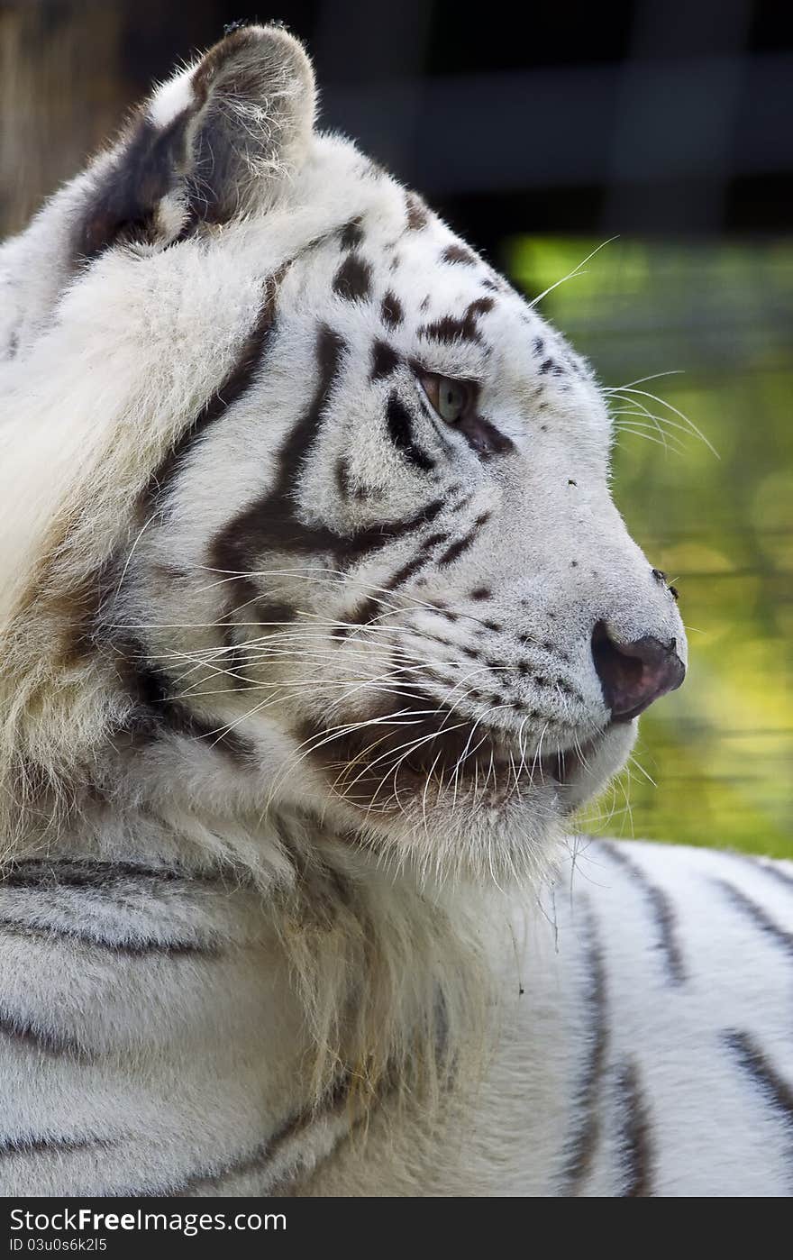 White Tiger