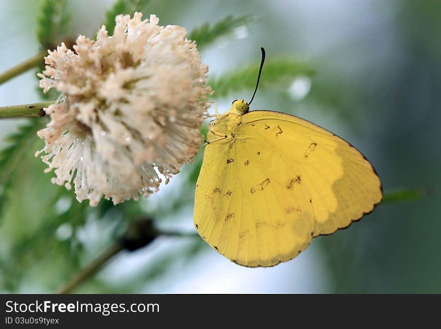 It is a butterfly of the Family Pieridae (White and Yellow).