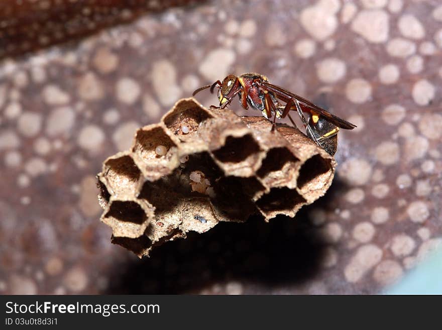 Wasp  is in the Family Vespidae.