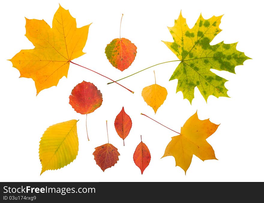 Miscellaneous fall leaves isolated on white background. Miscellaneous fall leaves isolated on white background