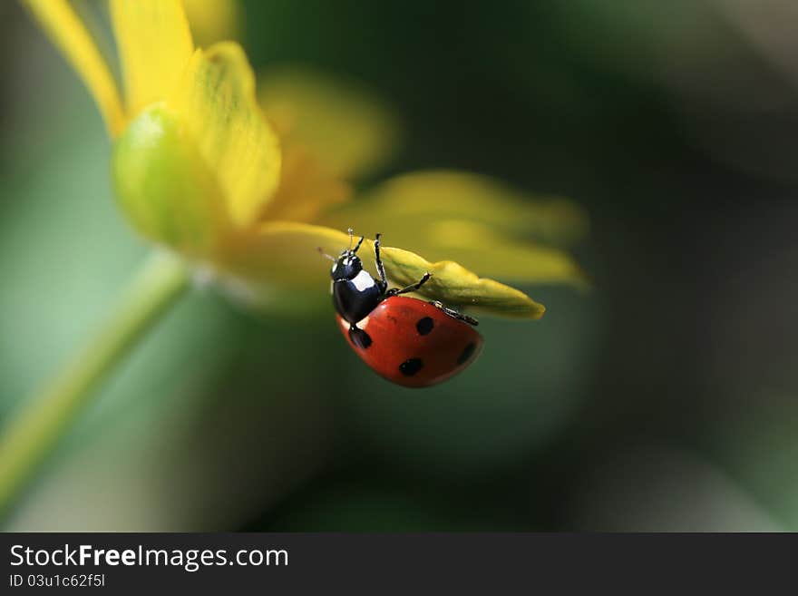 Ladybird