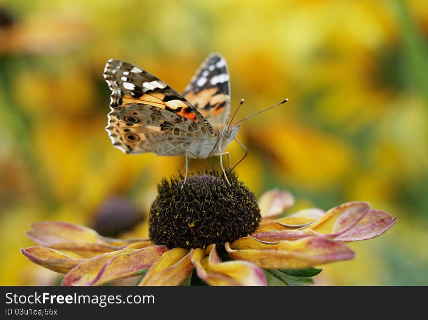 Close up view of a butterfly on a flower. Close up view of a butterfly on a flower