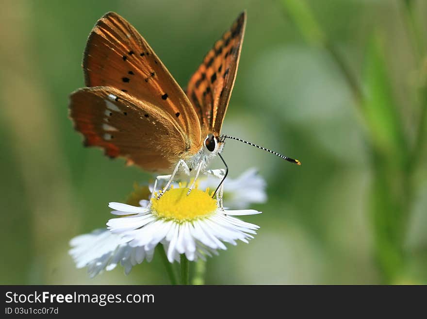 Close up view of a  butterfly on a white marguerite. Close up view of a  butterfly on a white marguerite