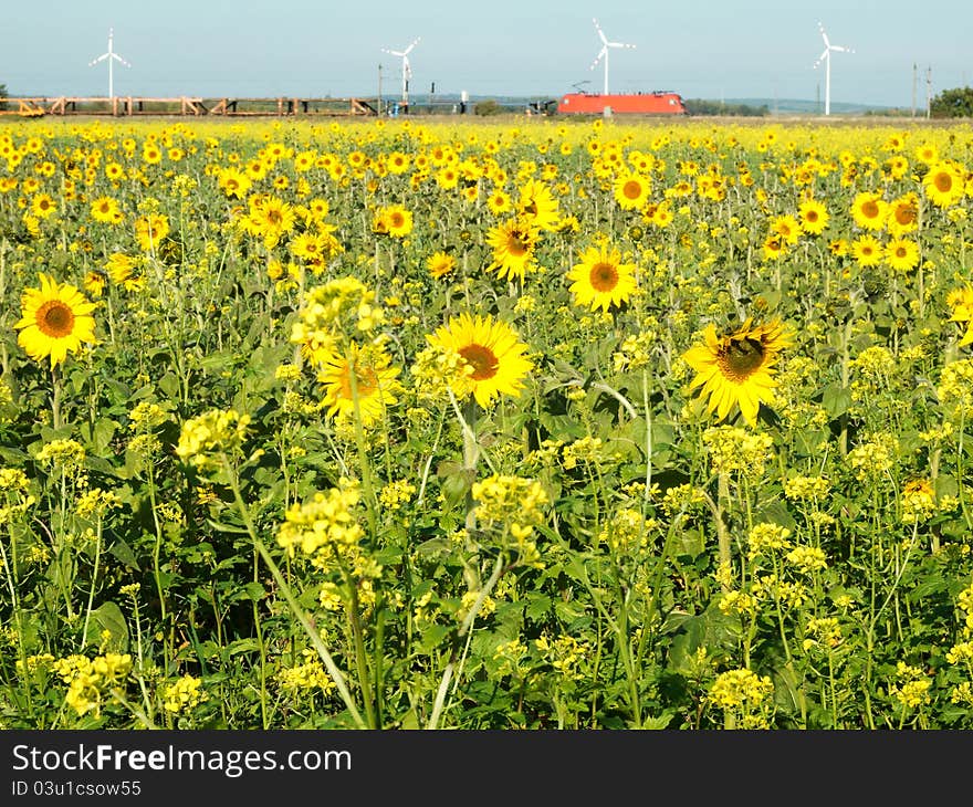 Sunflower And Wind Turbine