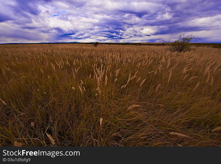 Chain of grass in the autumn sky Cloudy