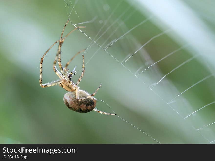 Spider making its web, macro shot.
